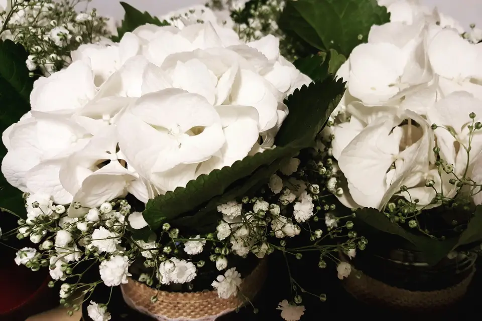 Amaryllis — photo 4