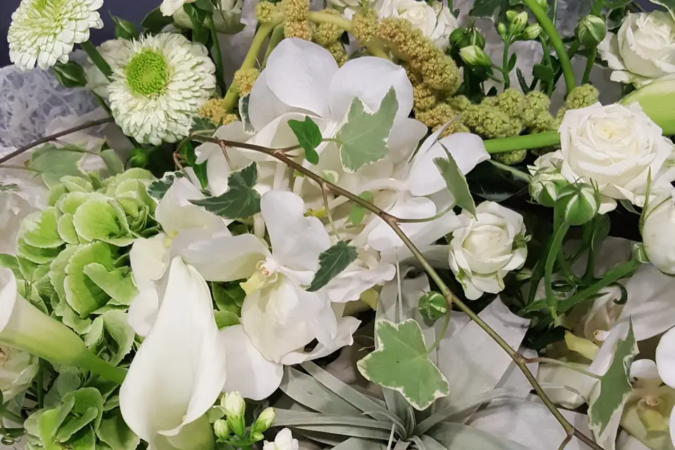 Amaryllis — photo 7