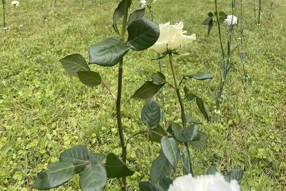 Les Ateliers Cortey — photo 4