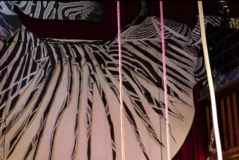 Le Zèbre de Belleville — photo 2