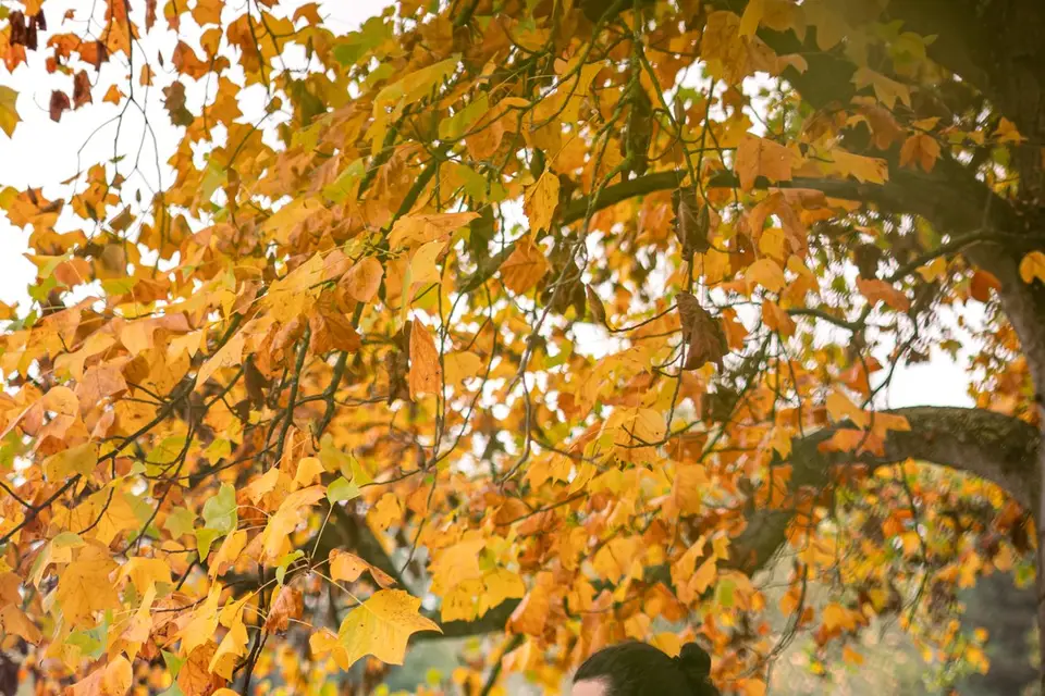 Camila Vuong Photographe — photo 6