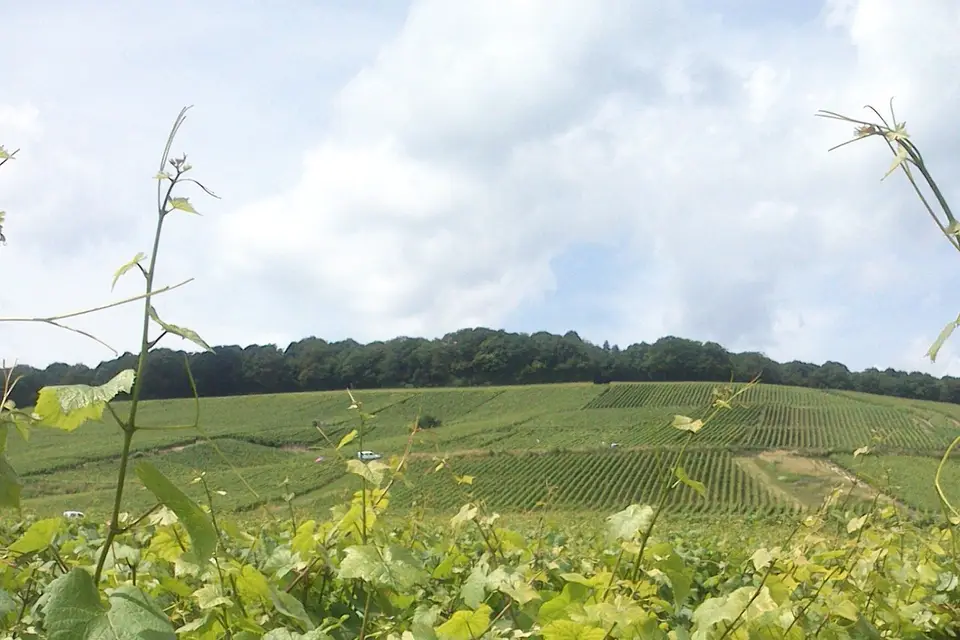 Champagne Bourgeois-Boulonnais — photo 5