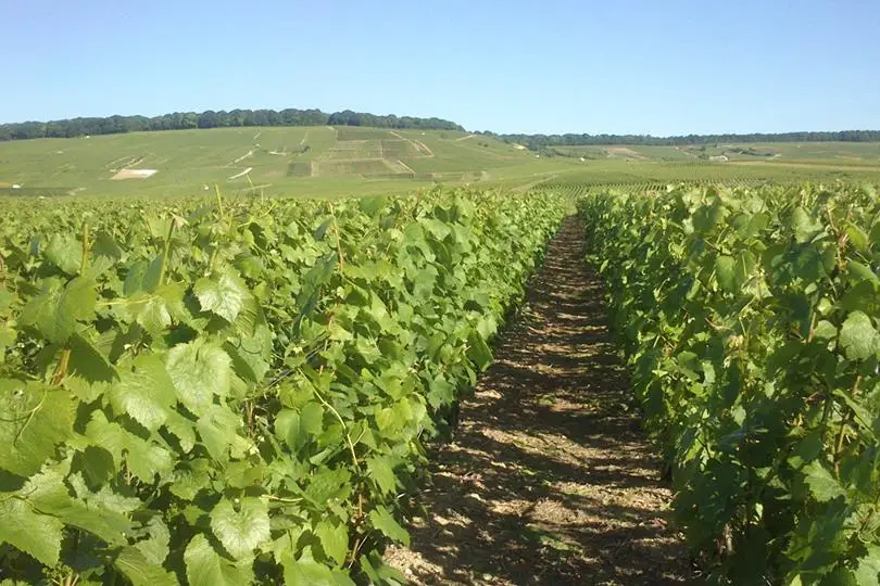 Champagne Bourgeois-Boulonnais — photo 7