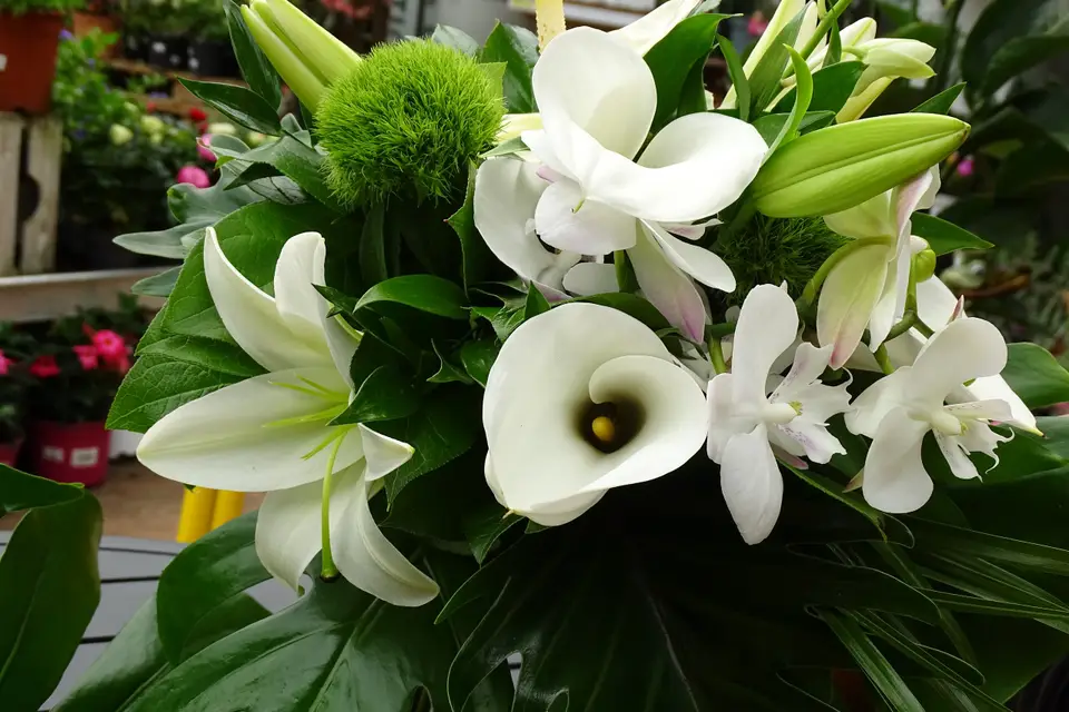 Jardinerie Garden — photo 7