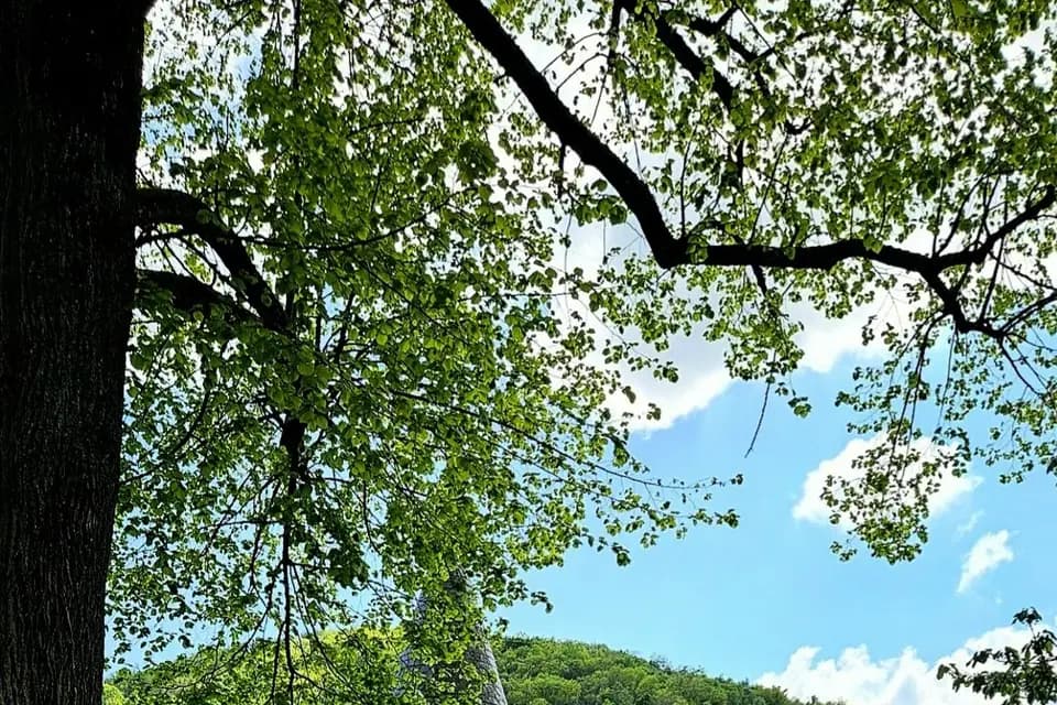 Château Louis XI — photo 7