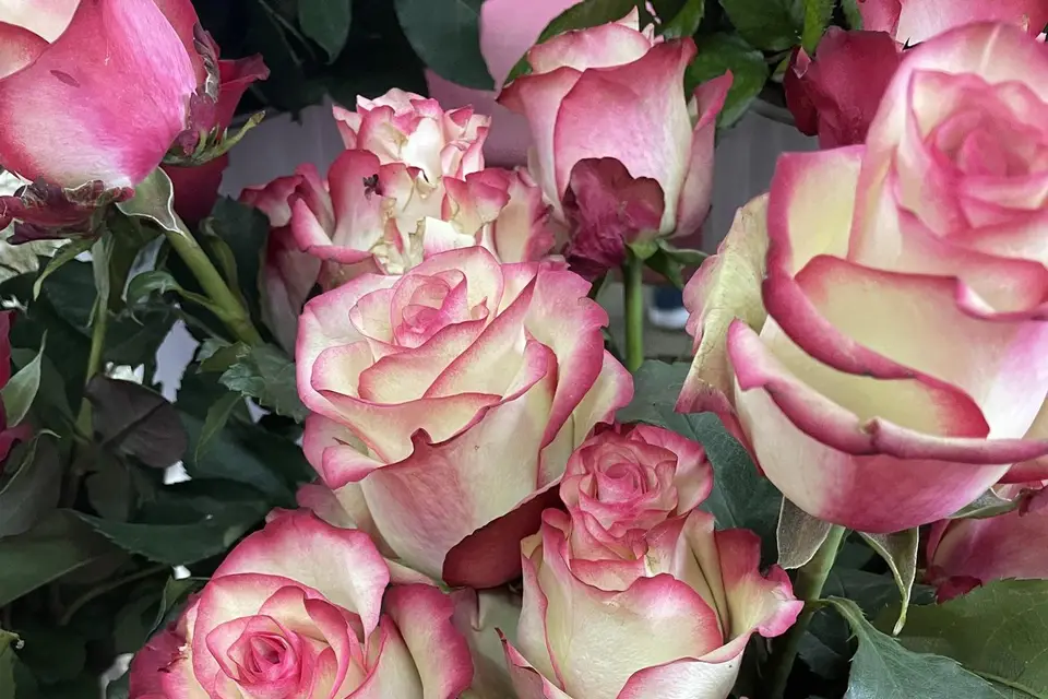 Jardinerie Lagadec — photo 5