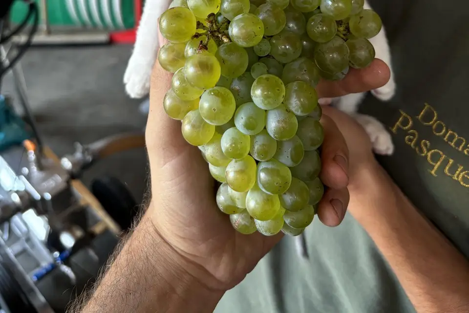 Domaine Pasquetto — photo 3