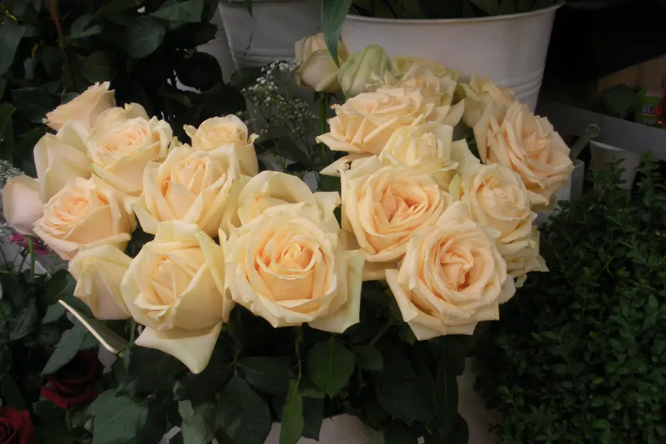 Voitures 2 Styles — photo 6