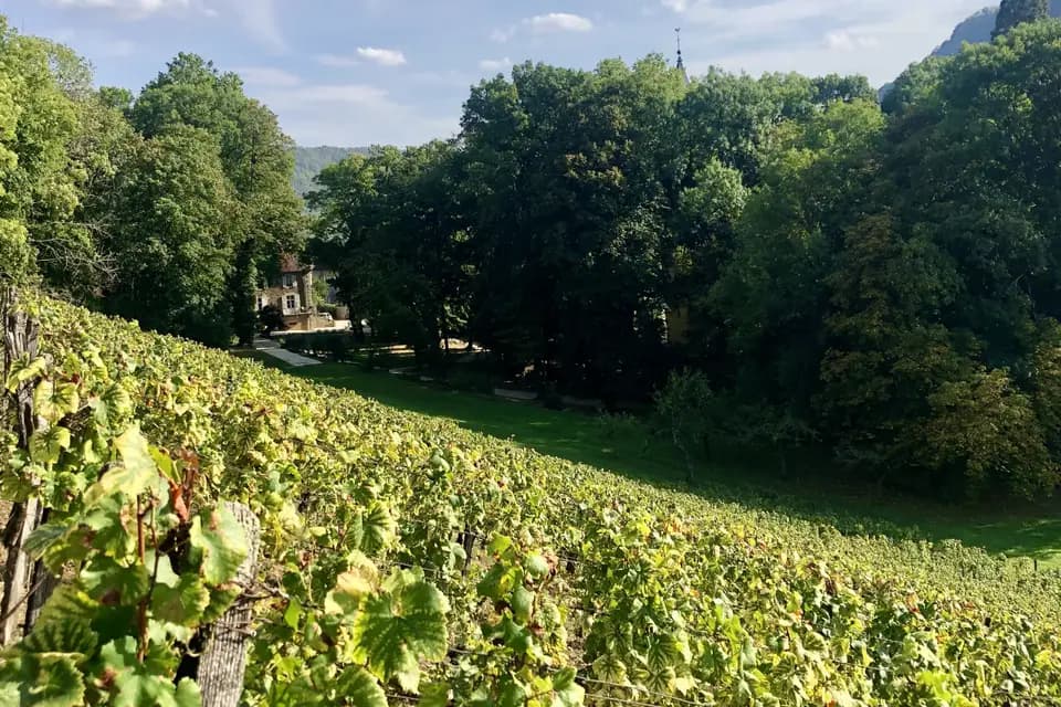 Domaine Guiet — photo 4