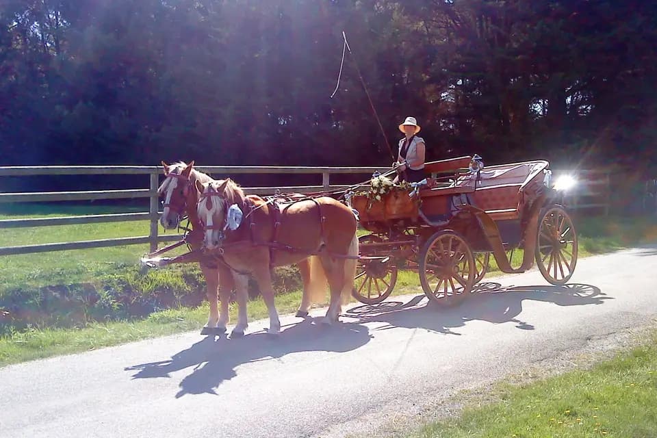 Les Chevaux de Congor — photo 6
