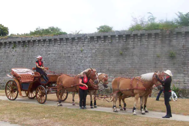 Les Chevaux de Congor — photo 4