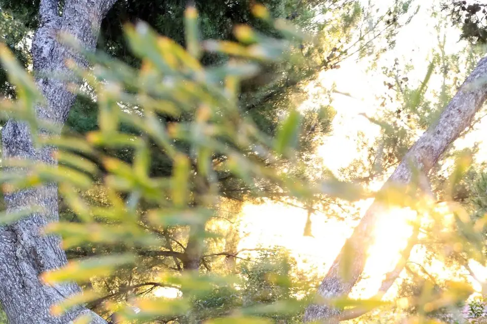 L'Alizé — photo 9