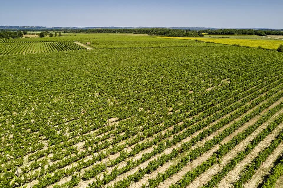 Vignoble Cassin — photo 3