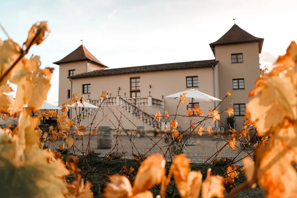 Vignoble Cassin — photo 7