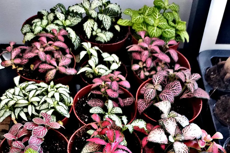 Naturaë — photo 3