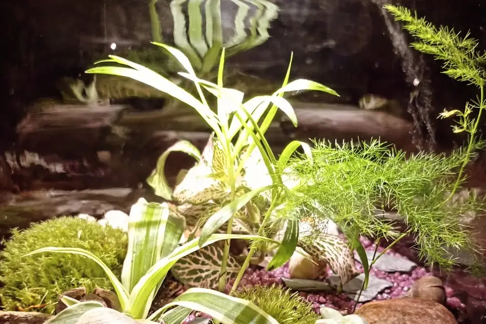 Naturaë — photo 4