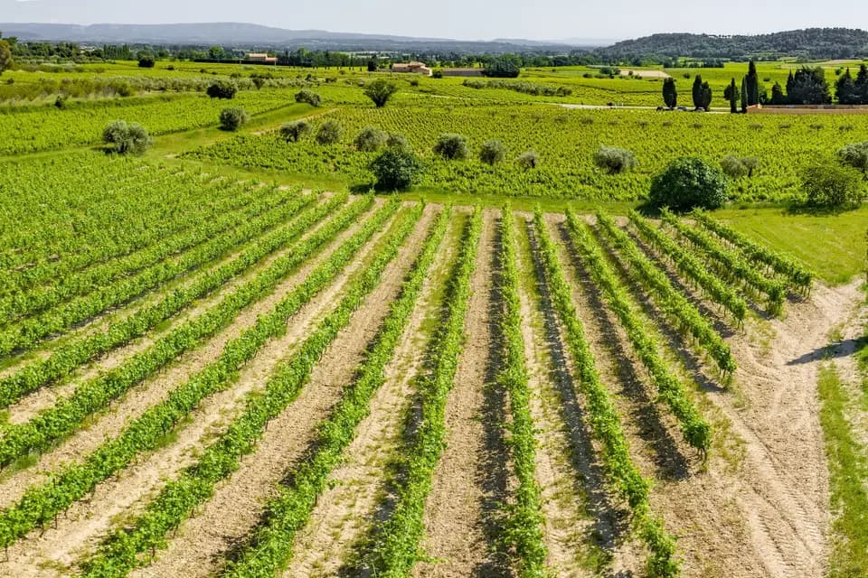 Château Juvenal — photo 2