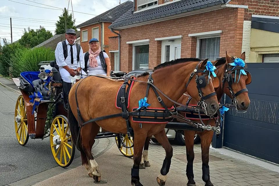 Attelage des Franche-Montagne — photo 7