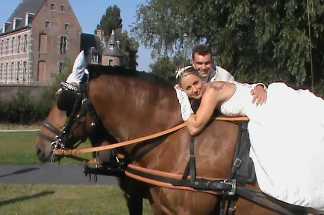 Attelage des Franche-Montagne — photo 2