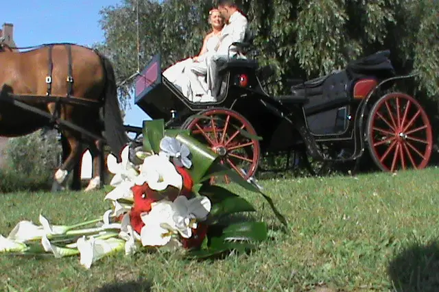 Attelage des Franche-Montagne — photo 1