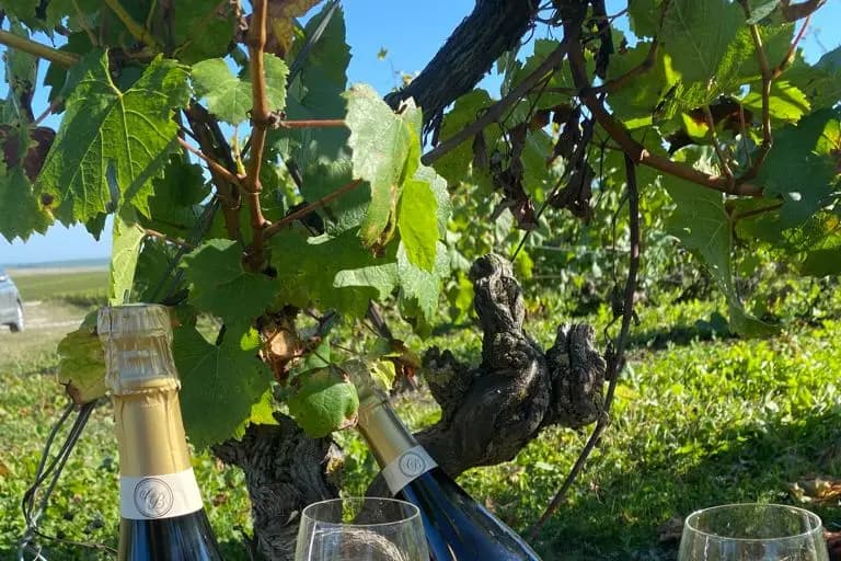 Champagne Charnay Boutroy — photo 5