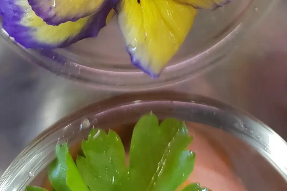 Eric Pouhier Cuisinier — photo 7