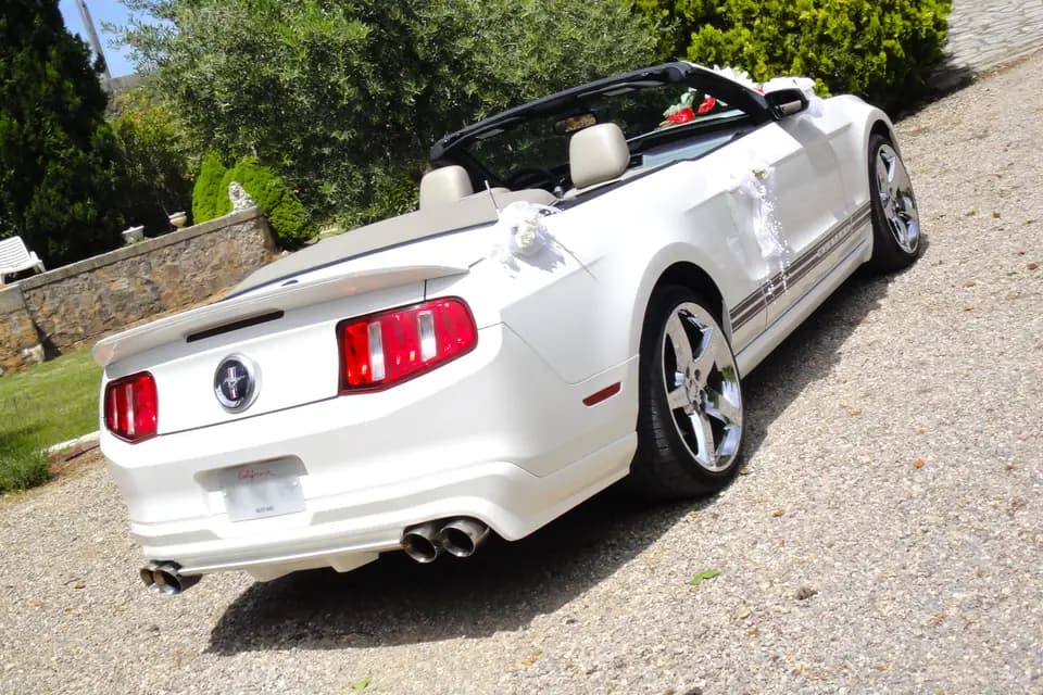 Latin Dance Shows — photo 3