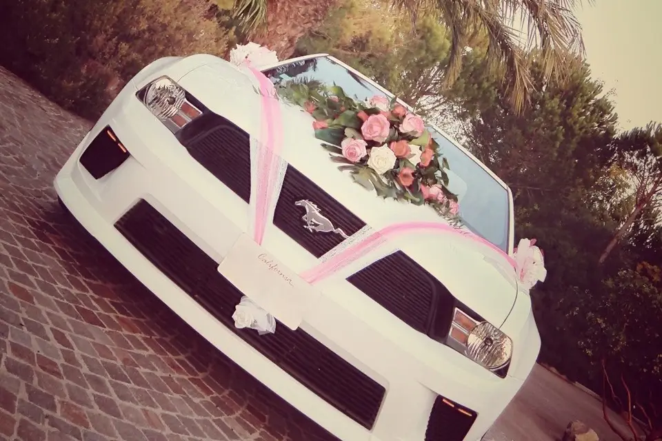 Latin Dance Shows — photo 5