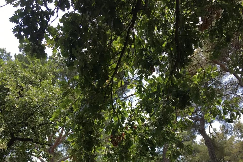 Pour le Meilleur — photo 2