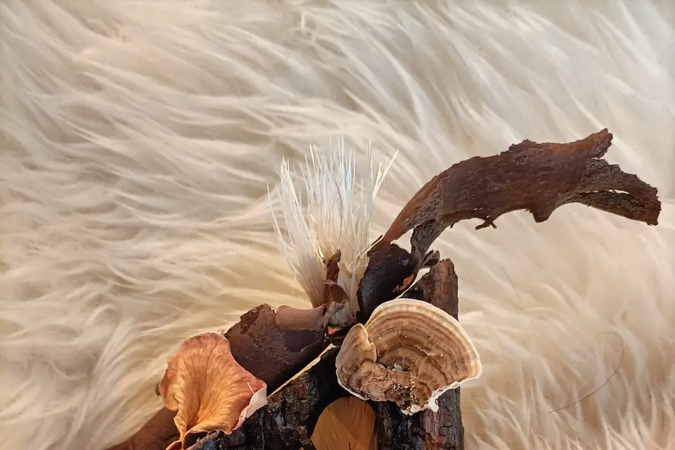 L'Envol Sacré des Plumes — photo 1