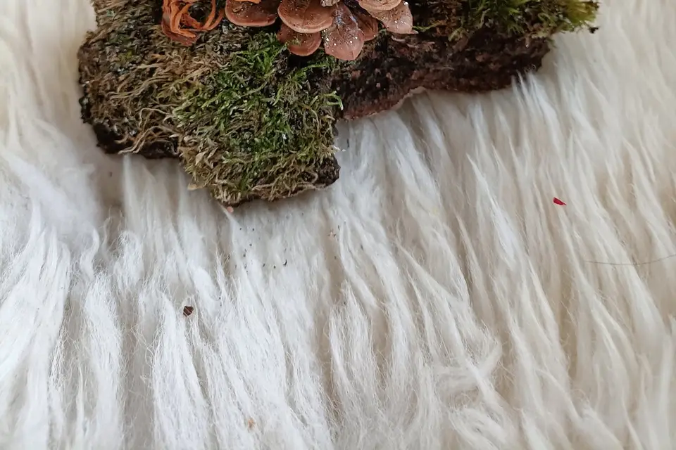 L'Envol Sacré des Plumes — photo 3