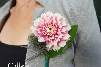 Calleis fleurs — photo 2