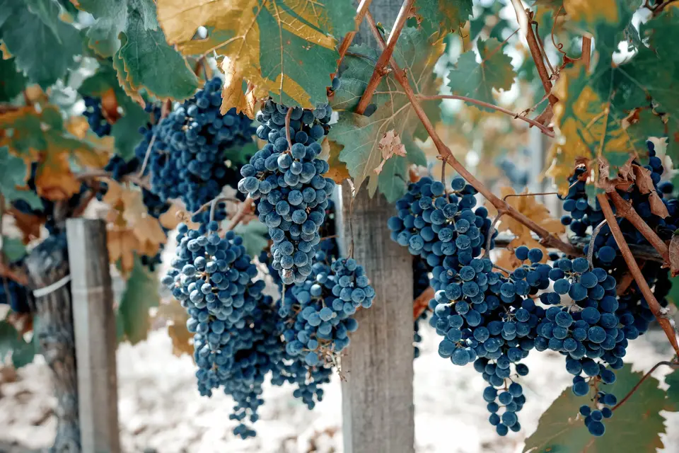 Château Haut Chaigneau — photo 6