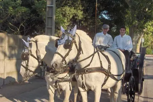 Mas Marguerite - La Belle Calèche — photo 6
