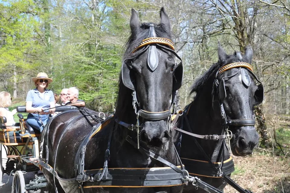 Voitures d'Antan — photo 6