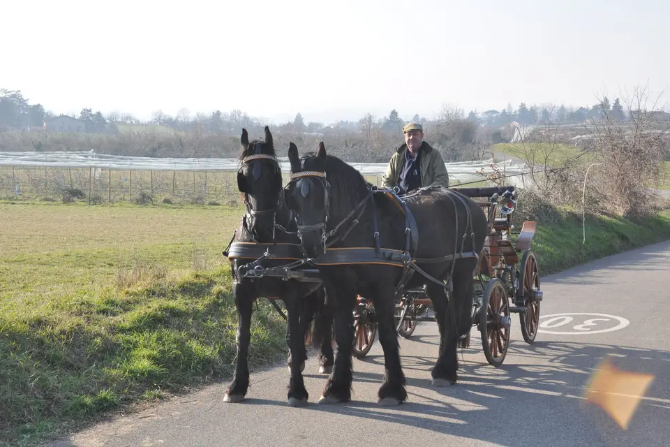 Voitures d'Antan — photo 8