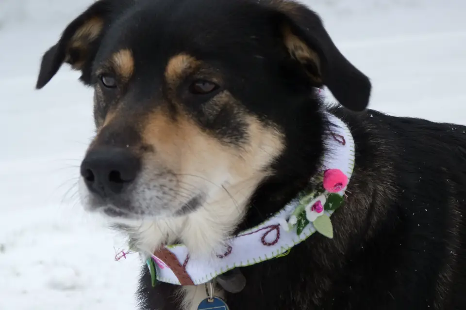 Le Comptoir de la Mariée — photo 4