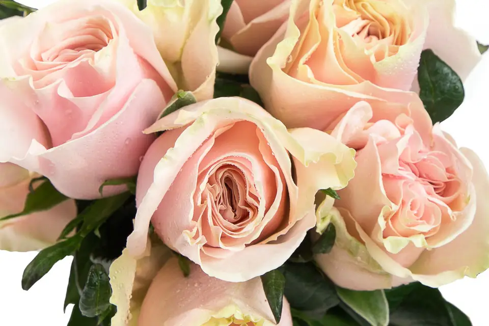 Atelier Rose Pivoine — photo 7