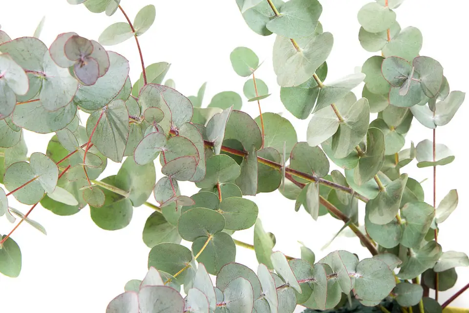 Atelier Rose Pivoine — photo 4