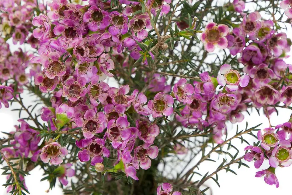 Atelier Rose Pivoine — photo 9