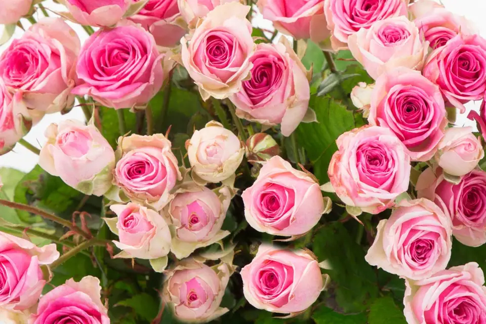 Atelier Rose Pivoine — photo 6