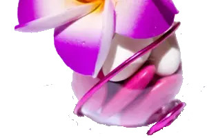 Fleur de frangipanier — photo 5