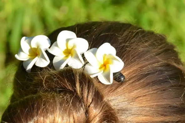 Fleur de frangipanier — photo 1