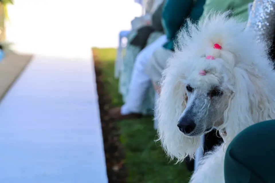 Beamy Drone — photo 2