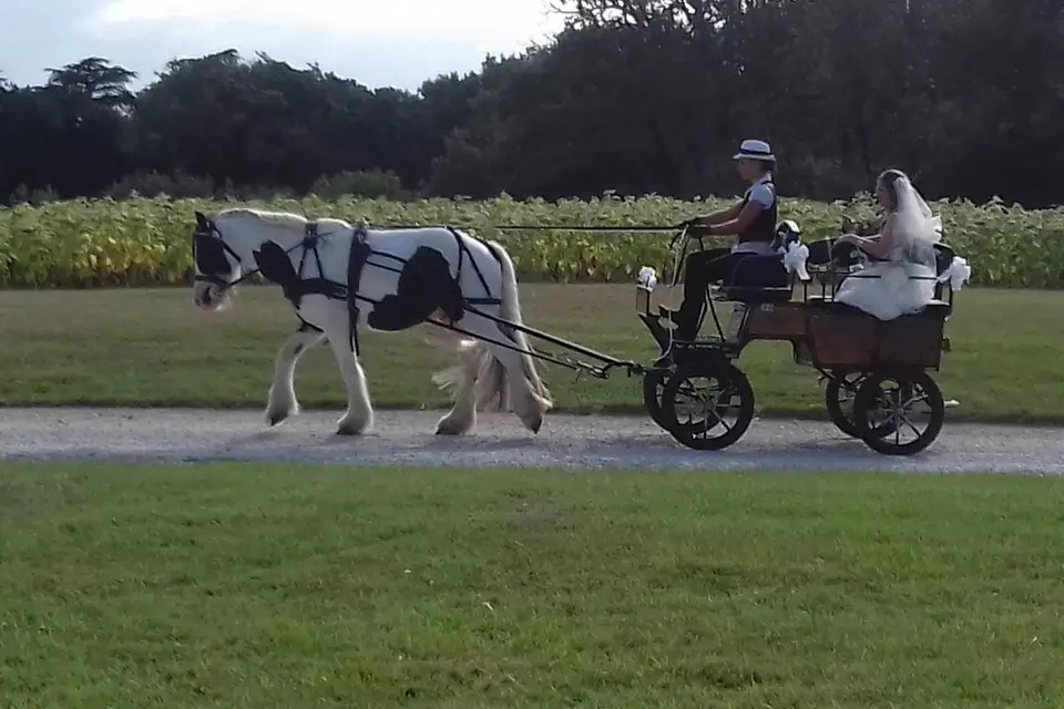 Les Crins du Moulin — photo 6