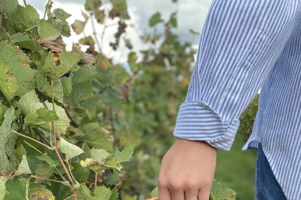 Champagne A. Dormay — photo 5