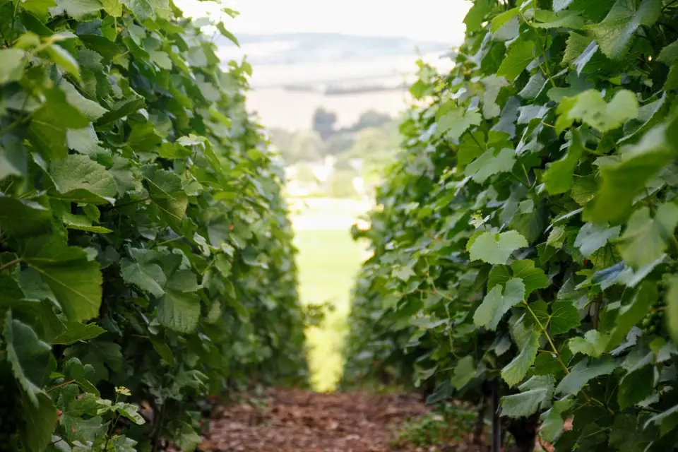 Champagne A. Dormay — photo 1