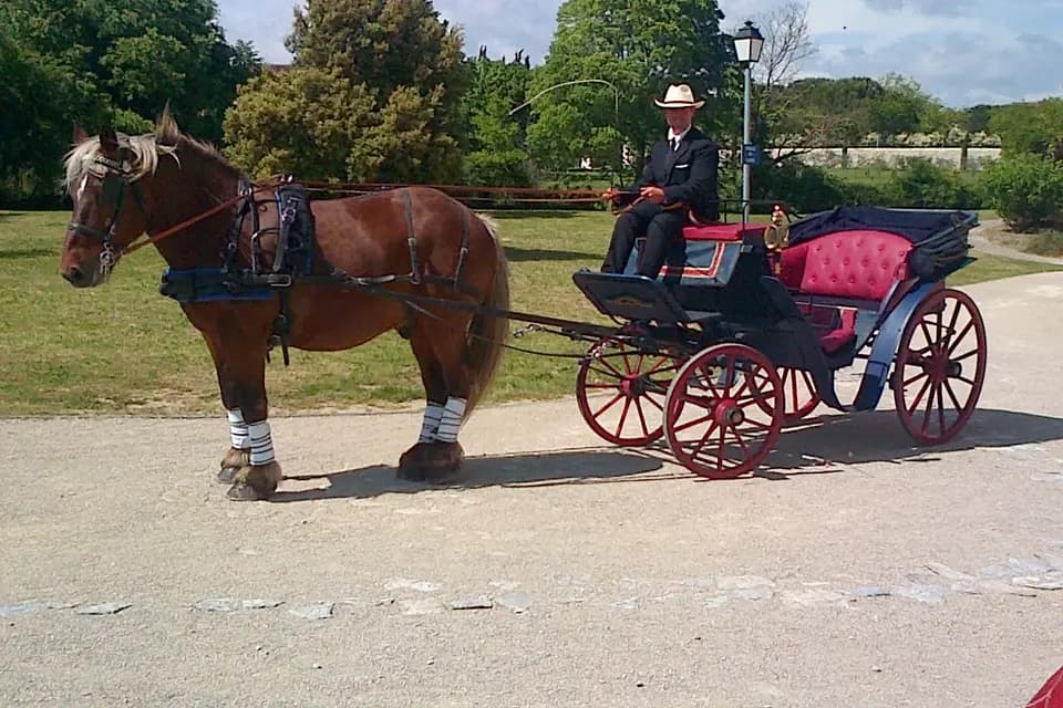 Foulon Attelage Equitation — photo 3