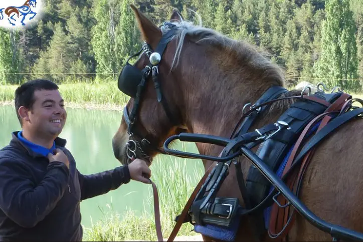 Foulon Attelage Equitation — photo 5