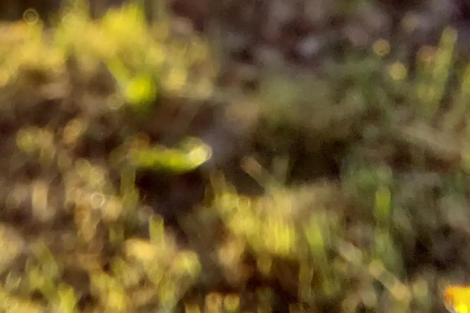 Champagne Leguillette Romelot — photo 6